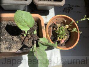 The eggplant and cress seedlings.