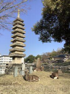 Deer in Nara