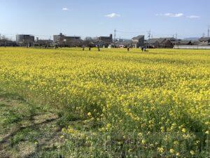 Rape blossoms in Daigo Pond